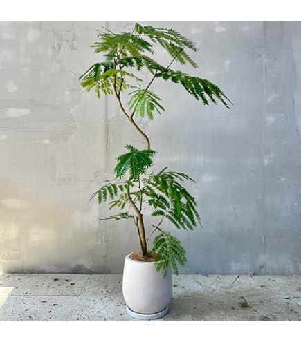 エバーフレッシュ 8号 144cm Spiral エバーフレッシュ 8号 144cm Spiral エバーフレッシュ 8号 144cm