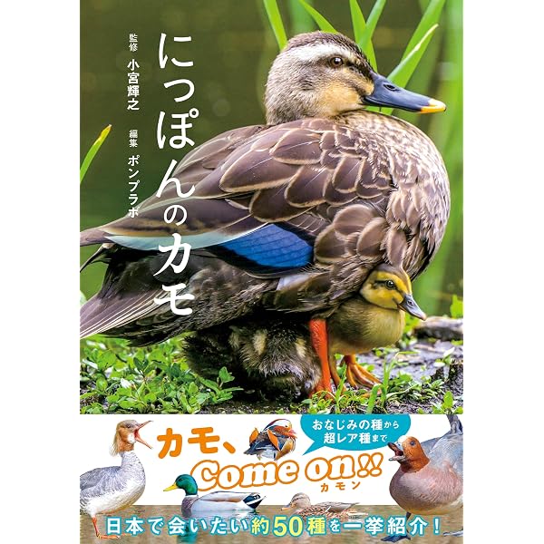 決定版 日本のカモ識別図鑑: 日本産カモの全羽衣をイラストと写真で詳