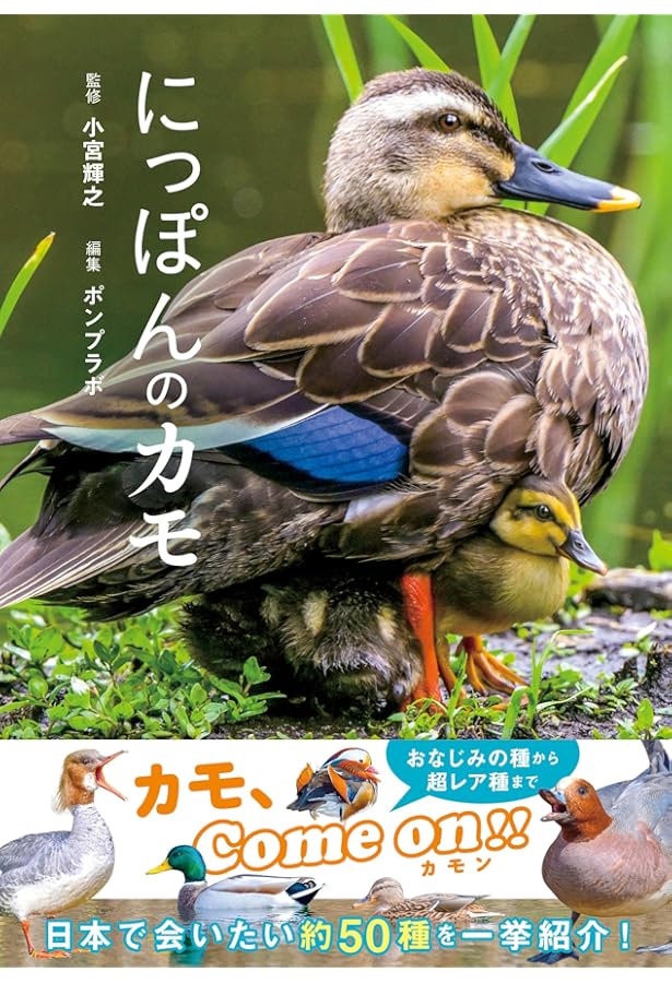 知って楽しいカモ学講座 : カモ、ガン、ハクチョウのせかい | 嶋田