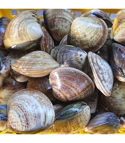 Amazon.co.jp: 天然 桑名ハマグリ 最高級 蛤 豊洲直送 1キロ（1個約