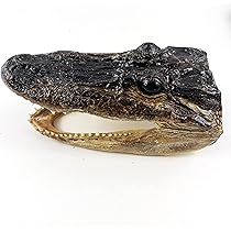 ワニ　カイマン　アリゲーター　頭部 メガネカイマン - Wikipedia