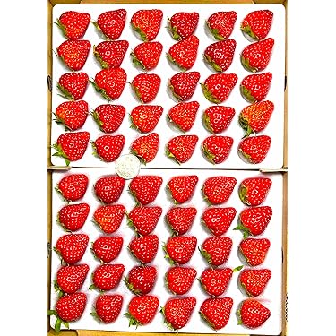 【いちご】 まとめ買い商品 イチゴ いちご 苺 とちあいか 2パック 栃木県産 規格 6〜7粒 1粒