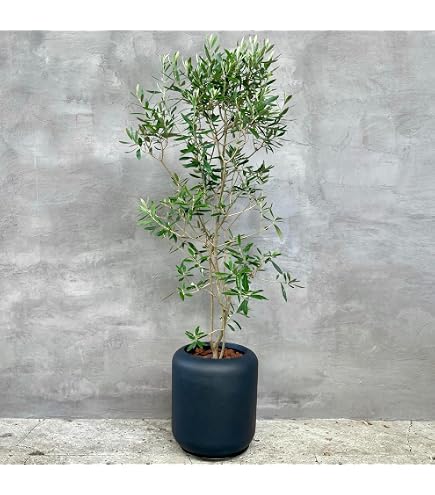 Amazon｜オリーブの木 ひなかぜ HINAKAZE 10号｜観葉植物 オンライン通販