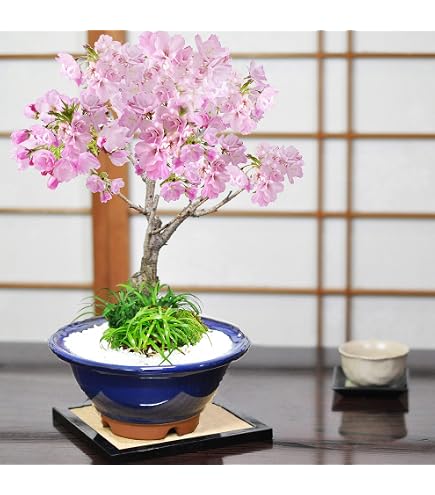 Amazon.co.jp: 盆栽 花芽付！皐月（サツキ）（日の丸）(4523) 【現品