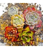 Amazon.co.jp: 【Succute】多肉植物 寄せ植え 韓国カット苗 エケベリア