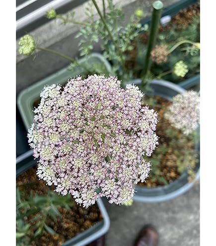 Amazon.co.jp: ナリカ アルソミトラの種 5枚組 G40-7104 : DIY・工具