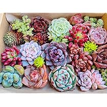 Amazon｜多肉植物セダムカット苗 色々セット｜観葉植物 オンライン通販