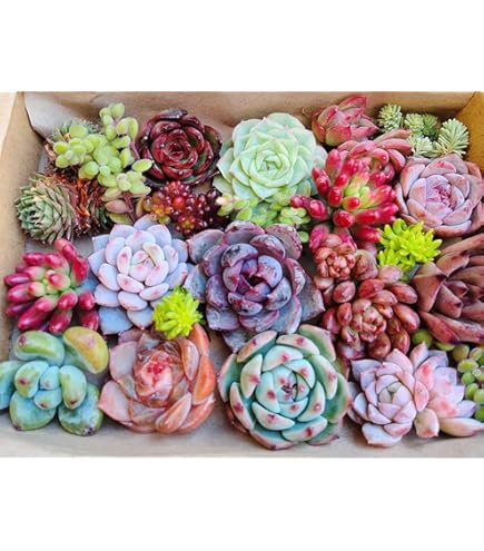 Amazon.co.jp: 多肉植物 レッドベリーhyb 花団錦 カット苗 10カット