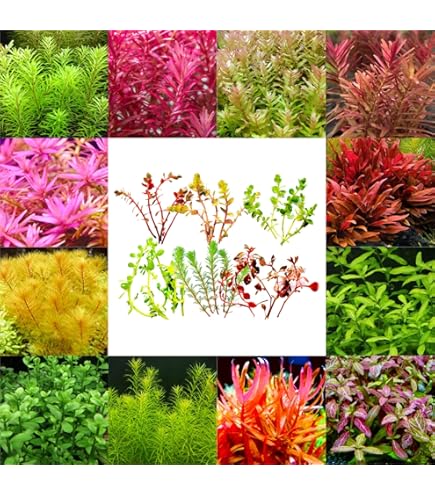 水草⭐︎様 リクエスト 4点 まとめ商品 Amazon | Tirczil 水草 水槽 オブジェ アクアリウム用水草と岩