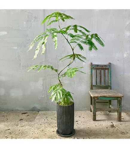 エバーフレッシュ 8号 144cm Spiral エバーフレッシュ 8号 144cm Spiral