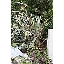 ニューサイラン1.1m大株 楽天市場】ニューサイラン【大株