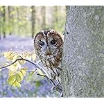 フクロウ HD(1440×1280) Eulen 2019 Broschuerenkalender フクロウ HD(1440×1280) Eulen 2019 Broschuerenkalender