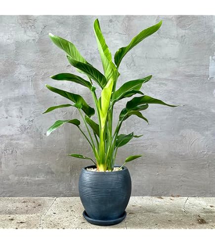 Amazon｜観葉植物 本物 エバーフレッシュ 曲がり 盆栽仕立て