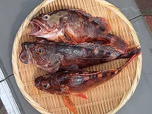 Amazon 愛媛 カサゴ 150 300gサイズ 2 3匹 500 600g原体分 煮魚 焼魚 揚げ物 下処理済み 冷凍 宇和海の幸問屋 宇和海の幸問屋 鮮魚 通販