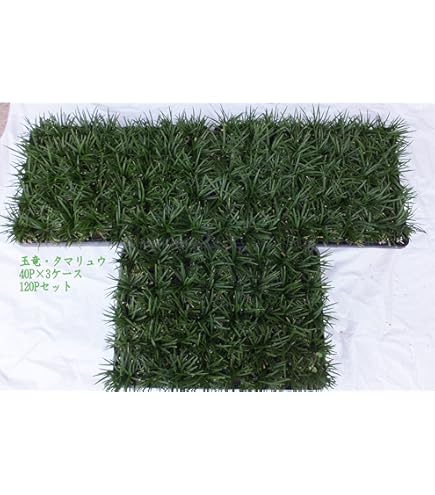 たまりゅう  Amazon.co.jp: タマリュウ【ポット】20個「タマリュウ専門店