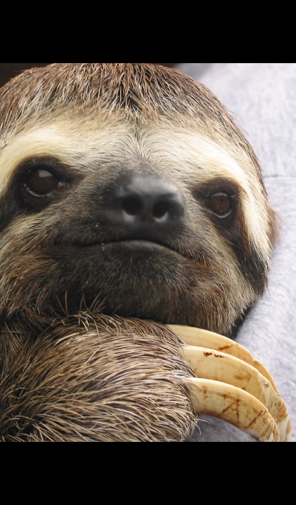 Amazon Co Jp Cute Sloth Wallpaper Hd Wallpapers Of Cute Sloths