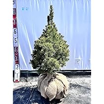 Amazon.co.jp: 『植木/庭木/苗木』アルバーティアナコニカ/大株