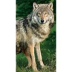 オオカミ フルHD(1080×1920)スマホ壁紙/待受 Wolves 2021 (Wonderful World) オオカミ フルHD(1080×1920)スマホ壁紙/待受 Wolves 2021 (Wonderful World)