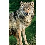 オオカミ FVGA(480×800)壁紙 Wolves 2021 (Wonderful World) オオカミ FVGA(480×800)壁紙 Wolves 2021 (Wonderful World)