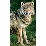 オオカミ QHD(540×960)壁紙 Wolves 2021 (Wonderful World) オオカミ QHD(540×960)壁紙 Wolves 2021 (Wonderful World)