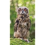 フクロウ フルHD(1080×1920)スマホ壁紙/待受 Eulen 2020 Broschuerenkalender フクロウ フルHD(1080×1920)スマホ壁紙/待受 Eulen 2020 Broschuerenkalender