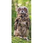 フクロウ iPhone 15,14,13,12,11,X 壁紙(1125x2436) Eulen 2020 Broschuerenkalender フクロウ iPhone 15,14,13,12,11,X 壁紙(1125x2436) Eulen 2020 Broschuerenkalender