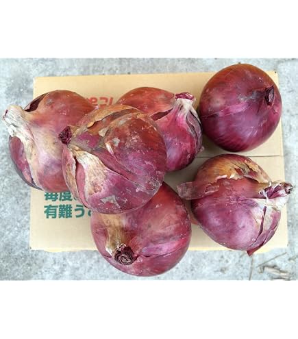 Amazon.co.jp: 名手農園 淡路島 赤玉ねぎ 訳あり 2026年産 赤たまねぎ Amazon.co.jp: 名手農園 淡路島 赤玉ねぎ 訳あり 2026年産 赤たまねぎ