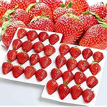 いちご様 Amazon.co.jp: 【特選 糖度12度の別世界 いちご】常識を超えた甘