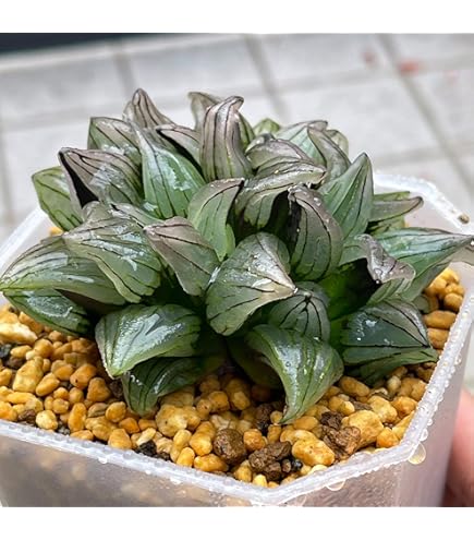 Amazon｜ITANSE ハオルチア B型コンプトミュータント 2.5