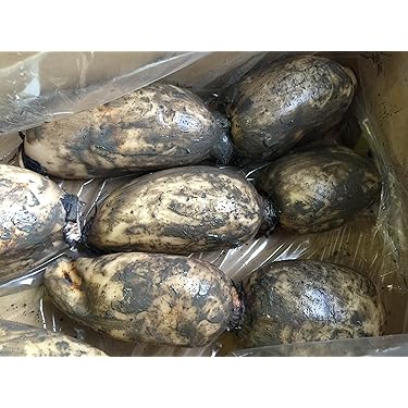 れんこんさん専用 鈴木農園の泥付きれんこん