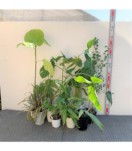Amazon｜フィロデンドロン クッカバラ 幹上がり 1番 観葉植物