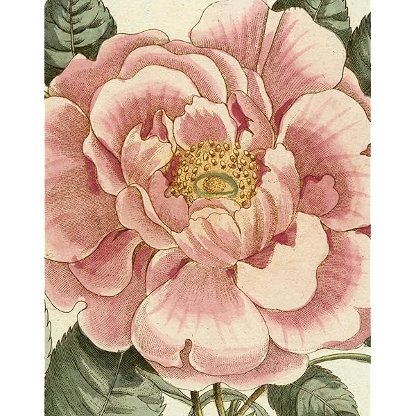 Amazon | John Derian Picture Book (John Derian Paper Goods