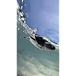 海の生き物 iPhone SE/8/7/6s(750×1334)壁紙 子供のウミガメ 海の生き物 iPhone SE/8/7/6s(750×1334)壁紙 子供のウミガメ