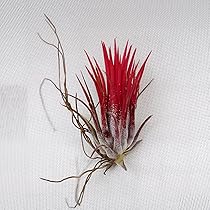 なお】チランジア チアペンシス ジャイアント Yahoo!オークション - KN