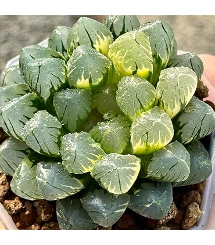 Amazon｜多肉植物 観葉植物 ハオルチア ハオルシア ブラックオブツーサ