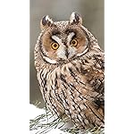 フクロウ iPhone8,7,6 Plus 壁紙 拡大(1125×2001) Eulen 2019 Broschuerenkalender フクロウ iPhone8,7,6 Plus 壁紙 拡大(1125×2001) Eulen 2019 Broschuerenkalender