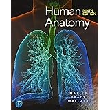 Human Anatomy