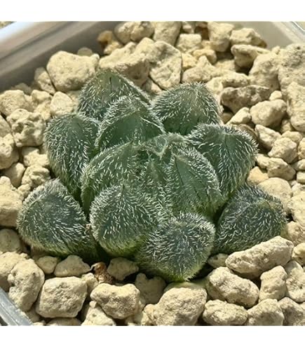 Amazon｜多肉植物 観葉植物 ハオルチア ハオルシア バブルコレクタ