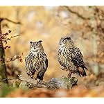 フクロウ Android(960×854)待ち受け Eulen 2019 Broschuerenkalender フクロウ Android(960×854)待ち受け Eulen 2019 Broschuerenkalender