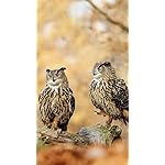 フクロウ QHD(540×960)壁紙 Eulen 2019 Broschuerenkalender フクロウ QHD(540×960)壁紙 Eulen 2019 Broschuerenkalender