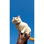 猫 フルHD(1080×1920)スマホ壁紙/待受 2024 MARCO's CAT CALENDAR  猫 フルHD(1080×1920)スマホ壁紙/待受 2024 MARCO's CAT CALENDAR