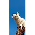 猫 iPhone 15,14,13,12,11,X 壁紙(1125x2436) 2024 MARCO's CAT CALENDAR  猫 iPhone 15,14,13,12,11,X 壁紙(1125x2436) 2024 MARCO's CAT CALENDAR