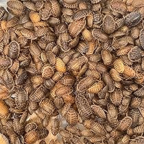 爬虫類・両生類のエサ ADM20 ADL10 SS10 S10 SM10 M10 ML10 爬虫類・両生類のエサ ADM20 ADL10 SS10 S10 SM10 M10 ML10