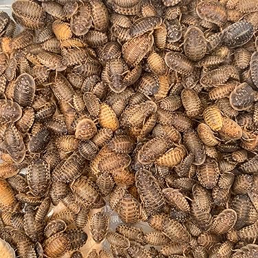 爬虫類・両生類のエサ S40 SM30 F10 爬虫類・両生類のエサ S40 SM30 F10 爬虫類・両生類のエサ S40