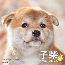 カレンダー2026 子柴 こしば（月めくり/卓上・リング/柴犬） (ヤマケイ