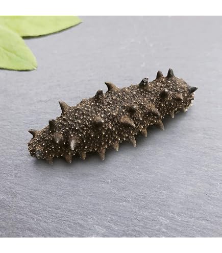 Amazon.co.jp: 【北海道産】 乾燥なまこ 天然 厳選A級品 100g サイズ