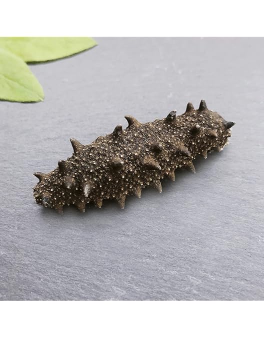 【北海道産】 乾燥なまこ 天然 厳選A級品 200g 北海道産】 乾燥なまこ 天然 厳選A級品200g S(5g以下 北海道産】 乾燥