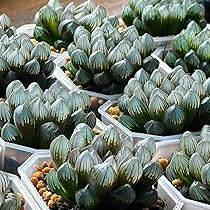 Amazon｜アトロフスカミュータント 多肉植物 観葉植物 ハオルチア