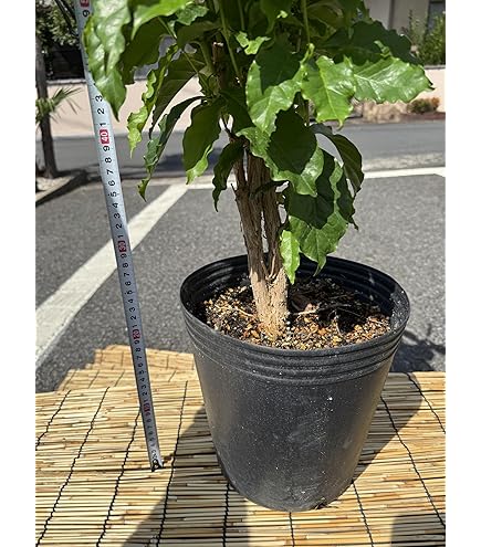 Amazon｜ノーブランド品 コーヒーの木 8号 (茶色) アフリカ産 コーヒー