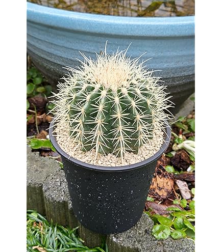 Amazon.co.jp: クジャクサボテン 金色堂/こんじきどう（5号）孔雀